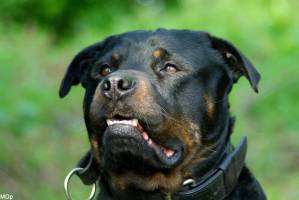 Michaël DESSEREY - MICHAEL DESSEREY